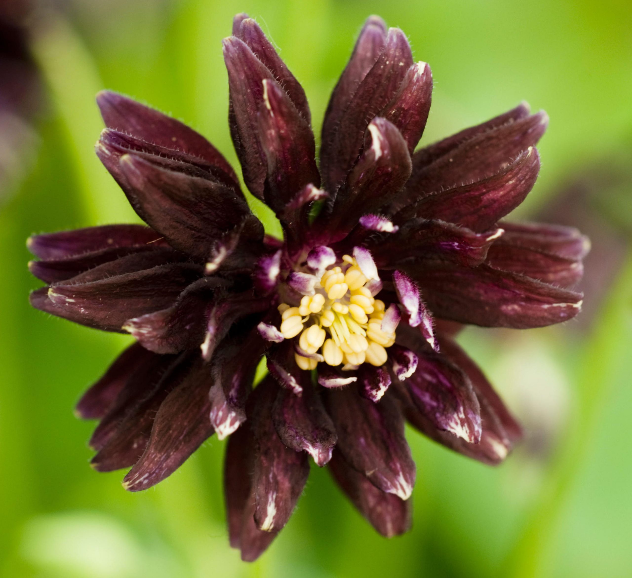 Black Beauties Aquilegia Black Barlow Credit Alamy