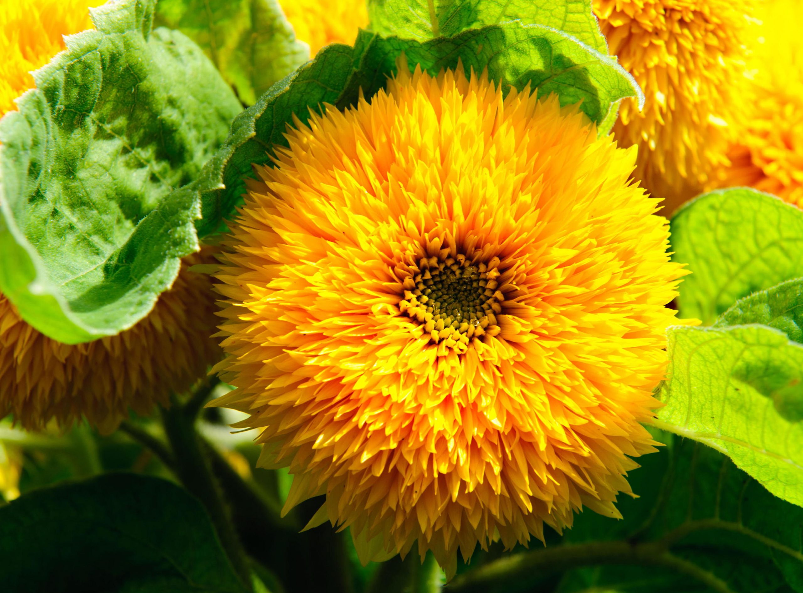 Sensational Sunflowers Teddy Bear Credit Alamy