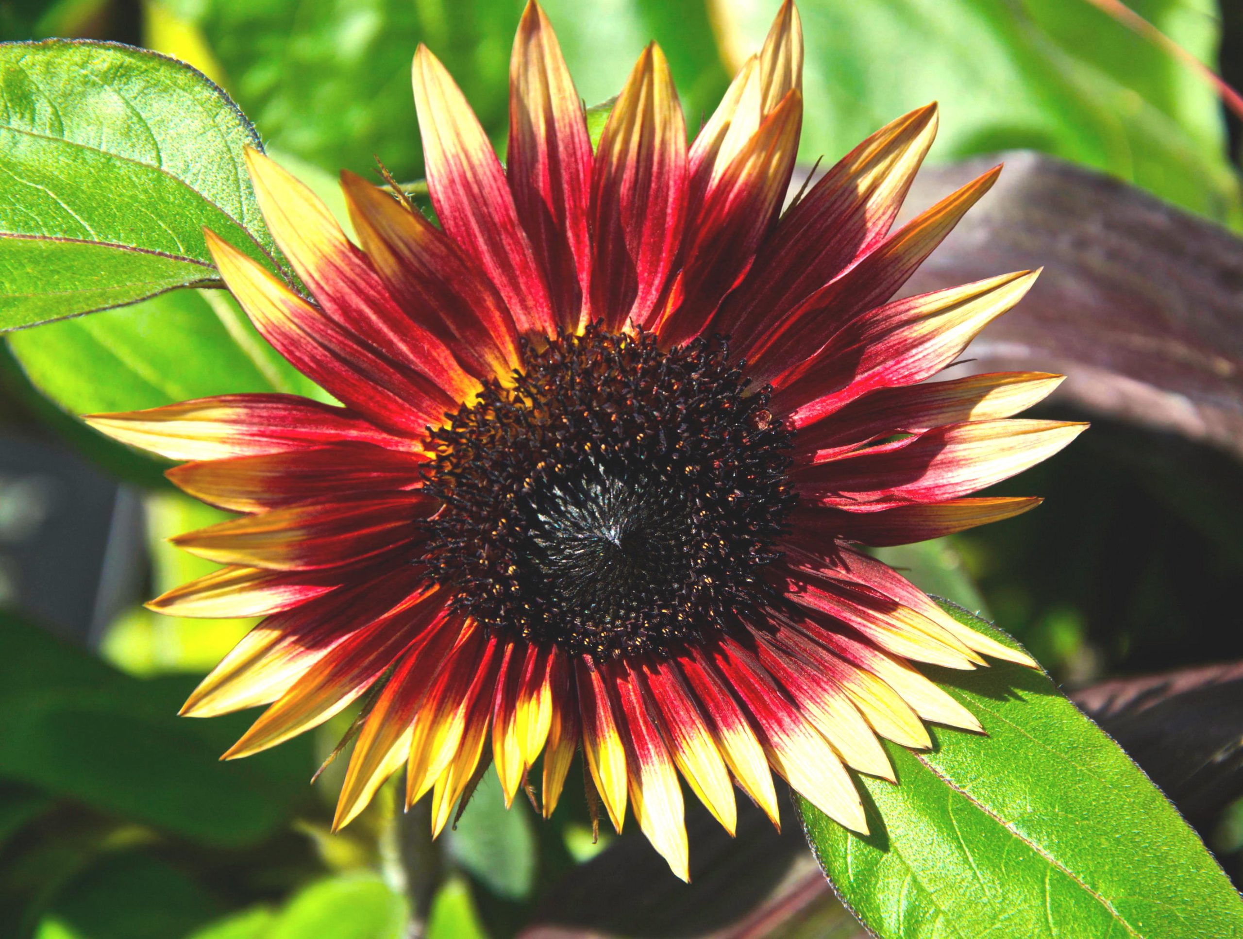 Sensational Sunflowers Ms Mars Credit Alamy