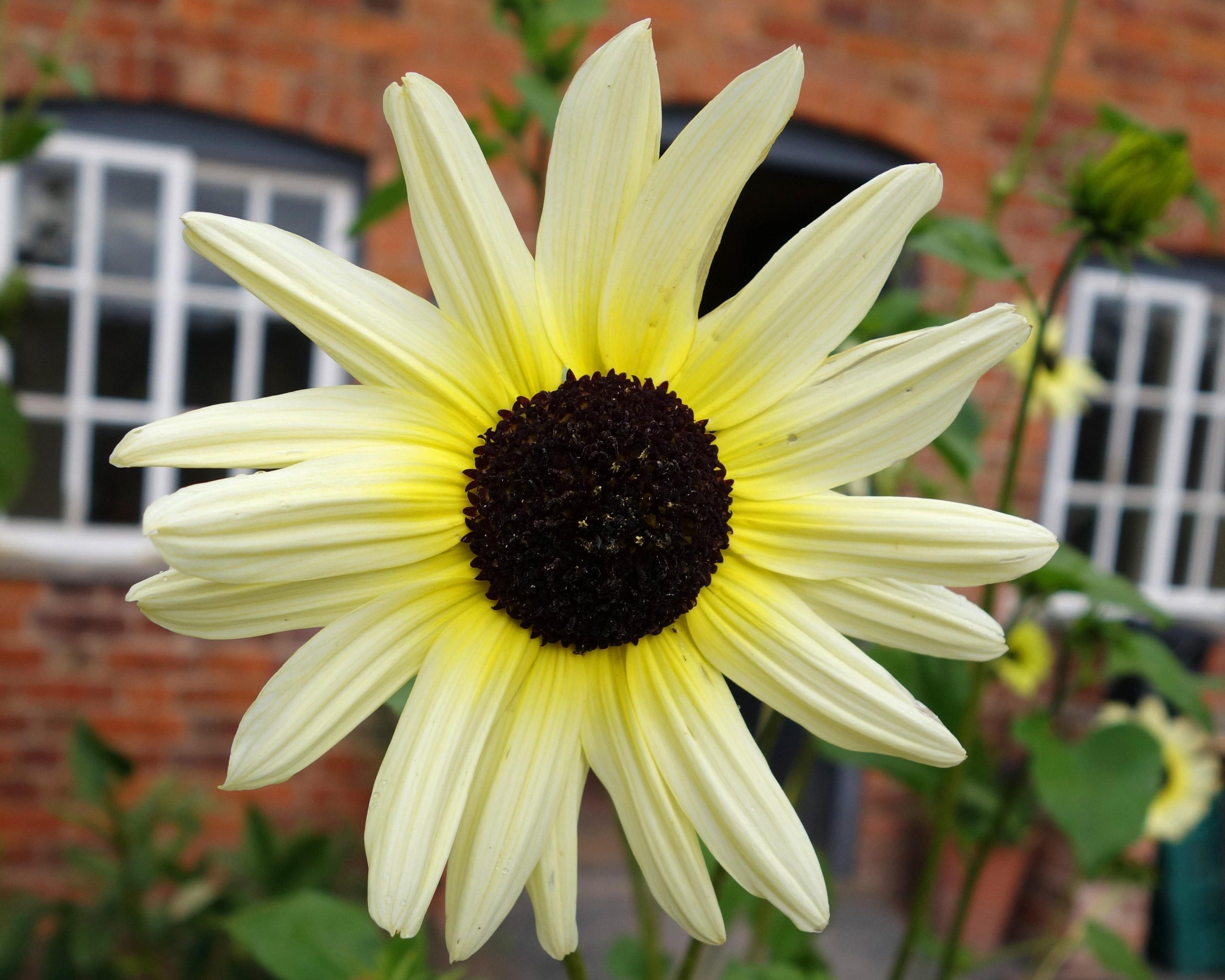 Sensational Sunflowers Vanilla Ice Credit Alamy