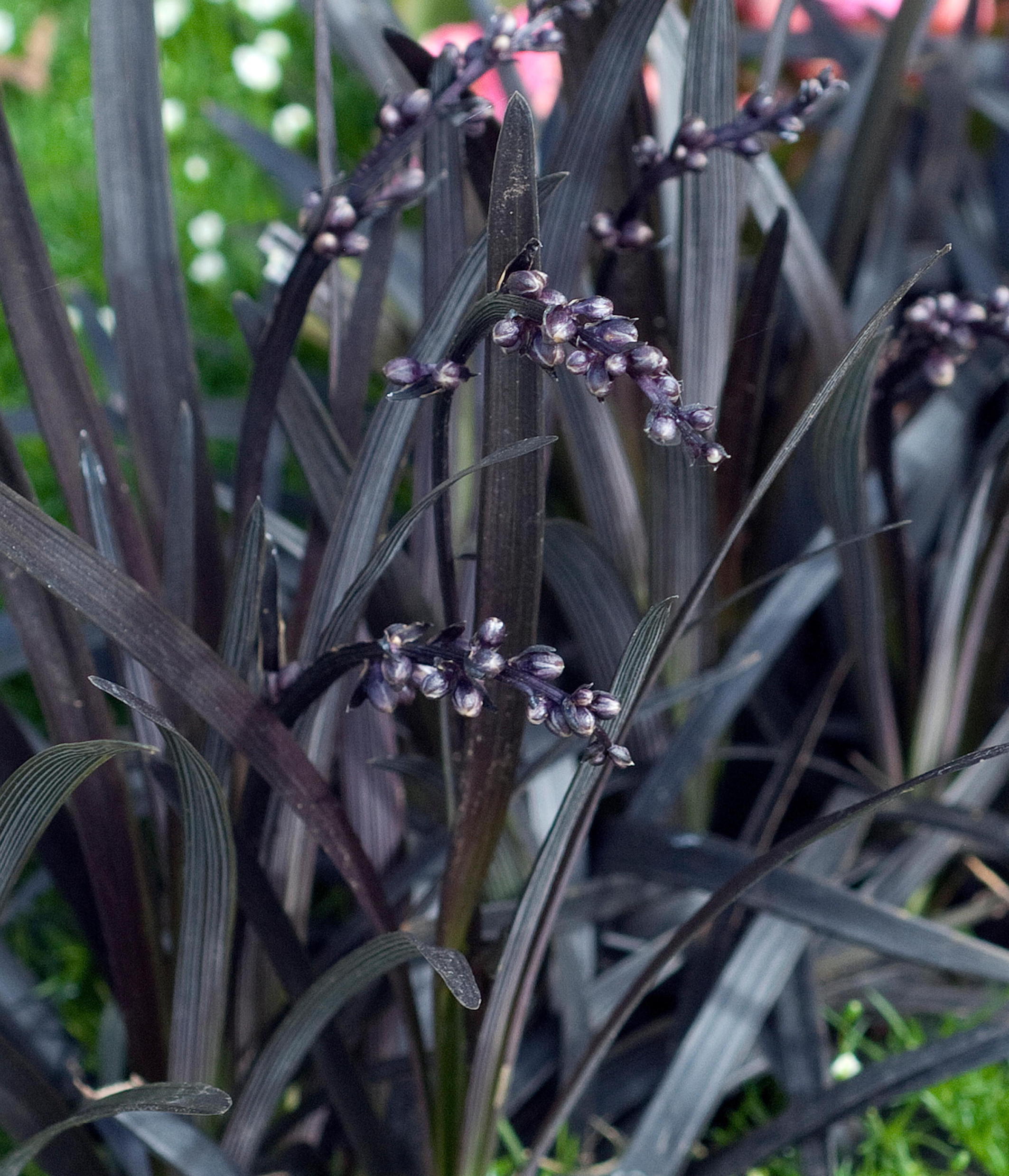 Black Beauties Kokuryu Credit Alamy