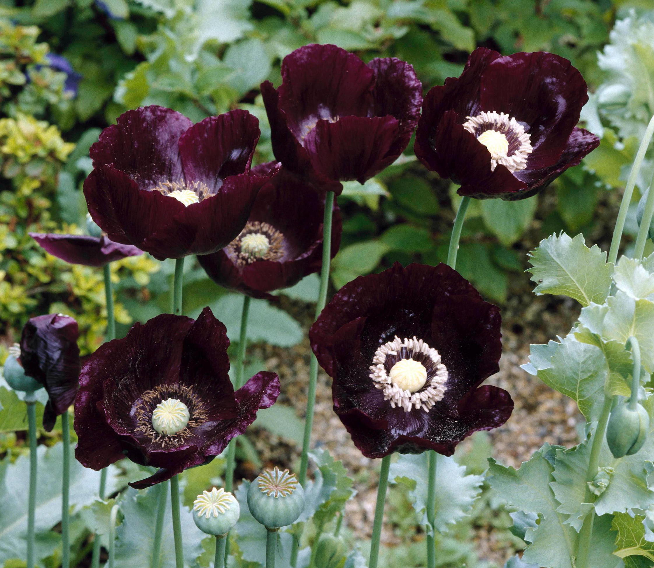 Black Beauties Papaver Somniferum Credit Alamy