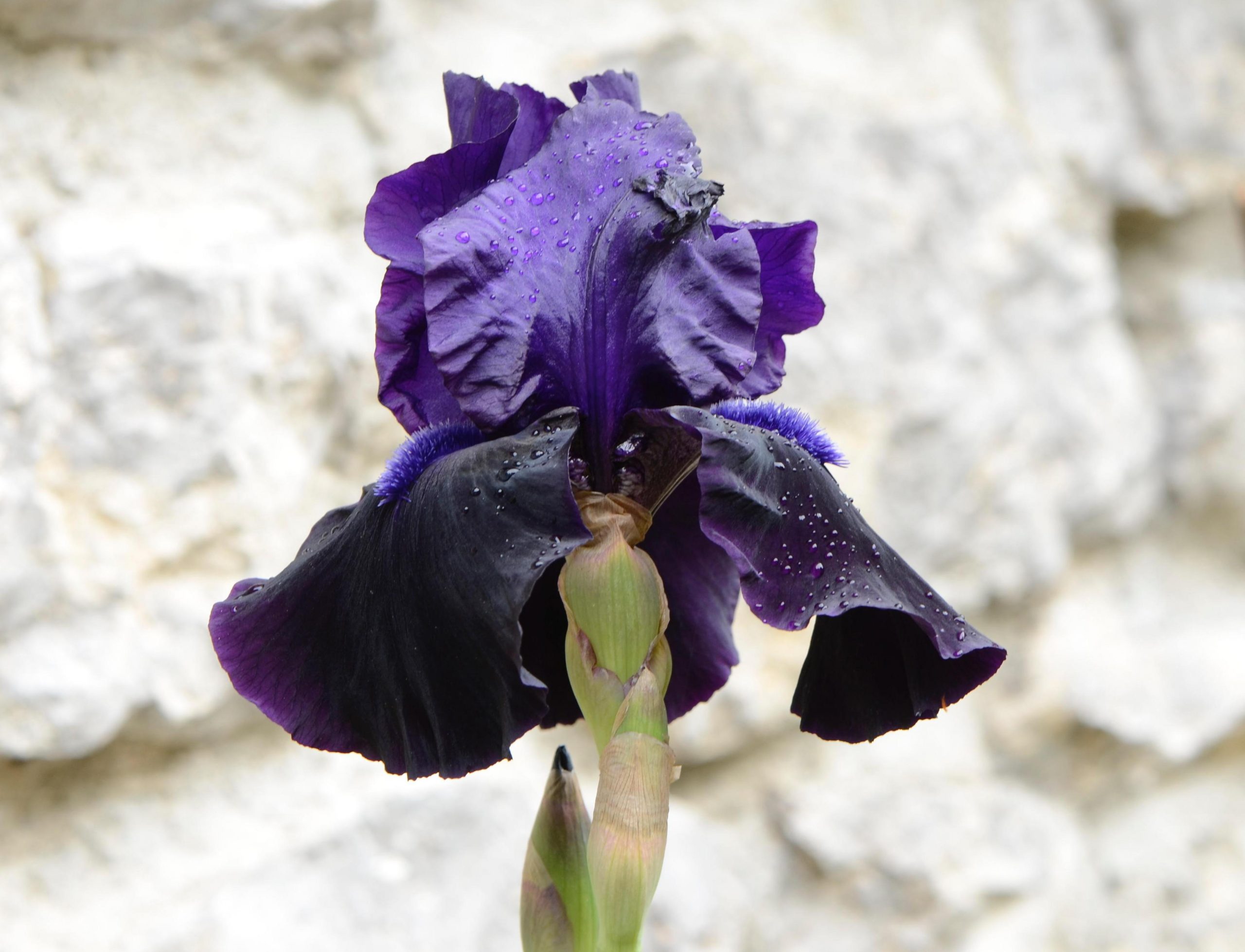 Black Beauties Iris Black Suited Credit Alamy