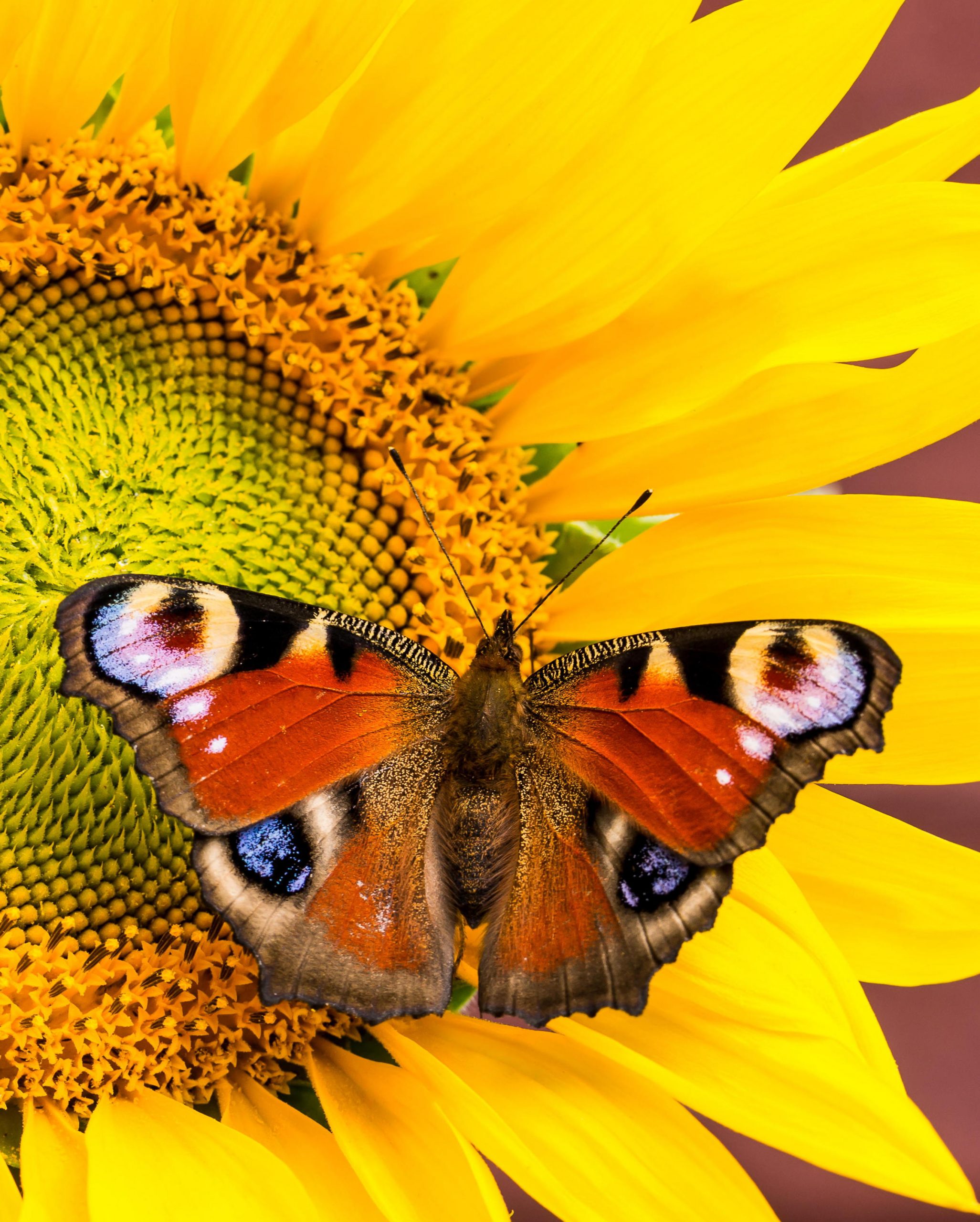 Sensational Sunflowers Butterfly on Sunflower Credit Alamy