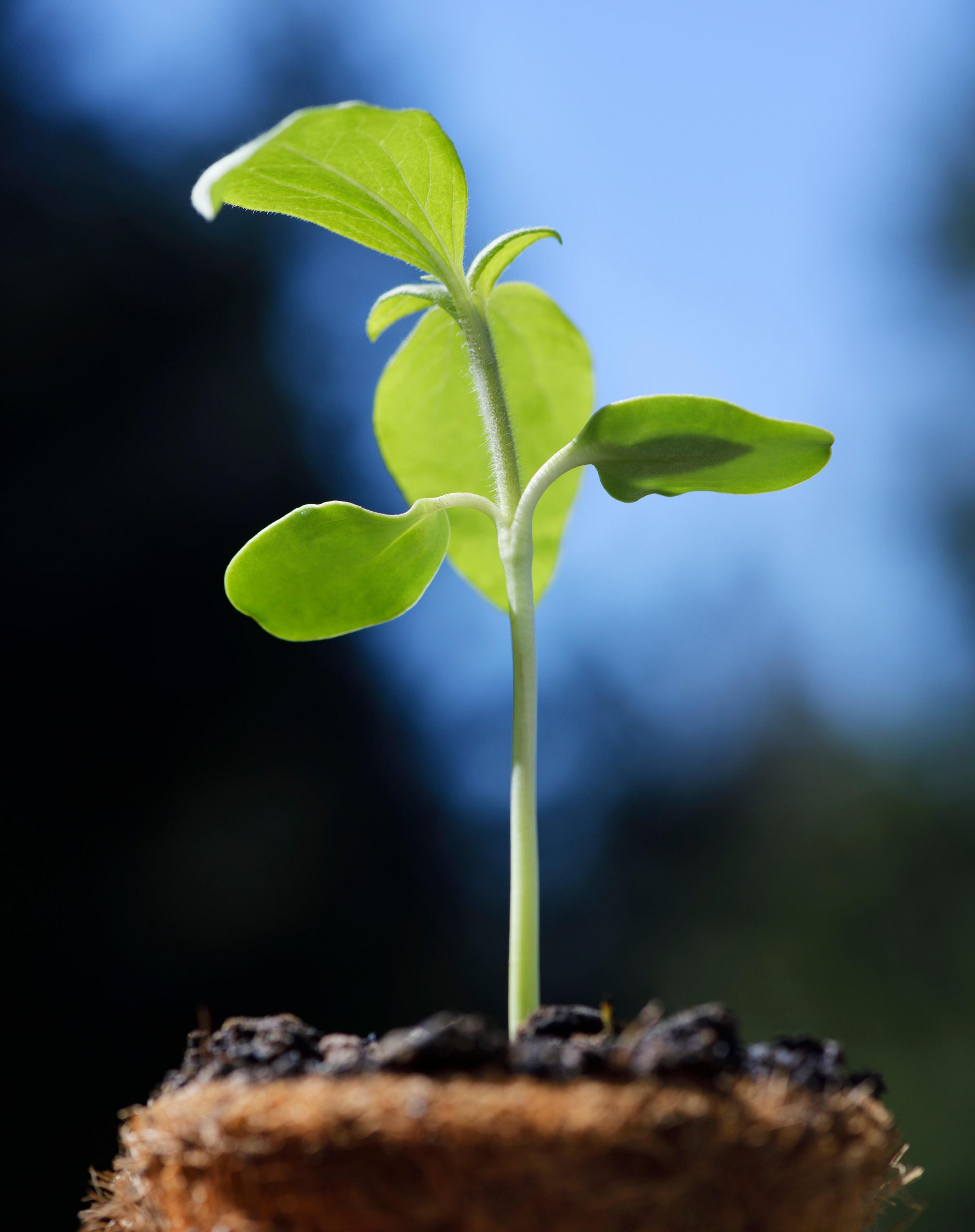 Sensational Sunflowers Seedling Credit Alamy