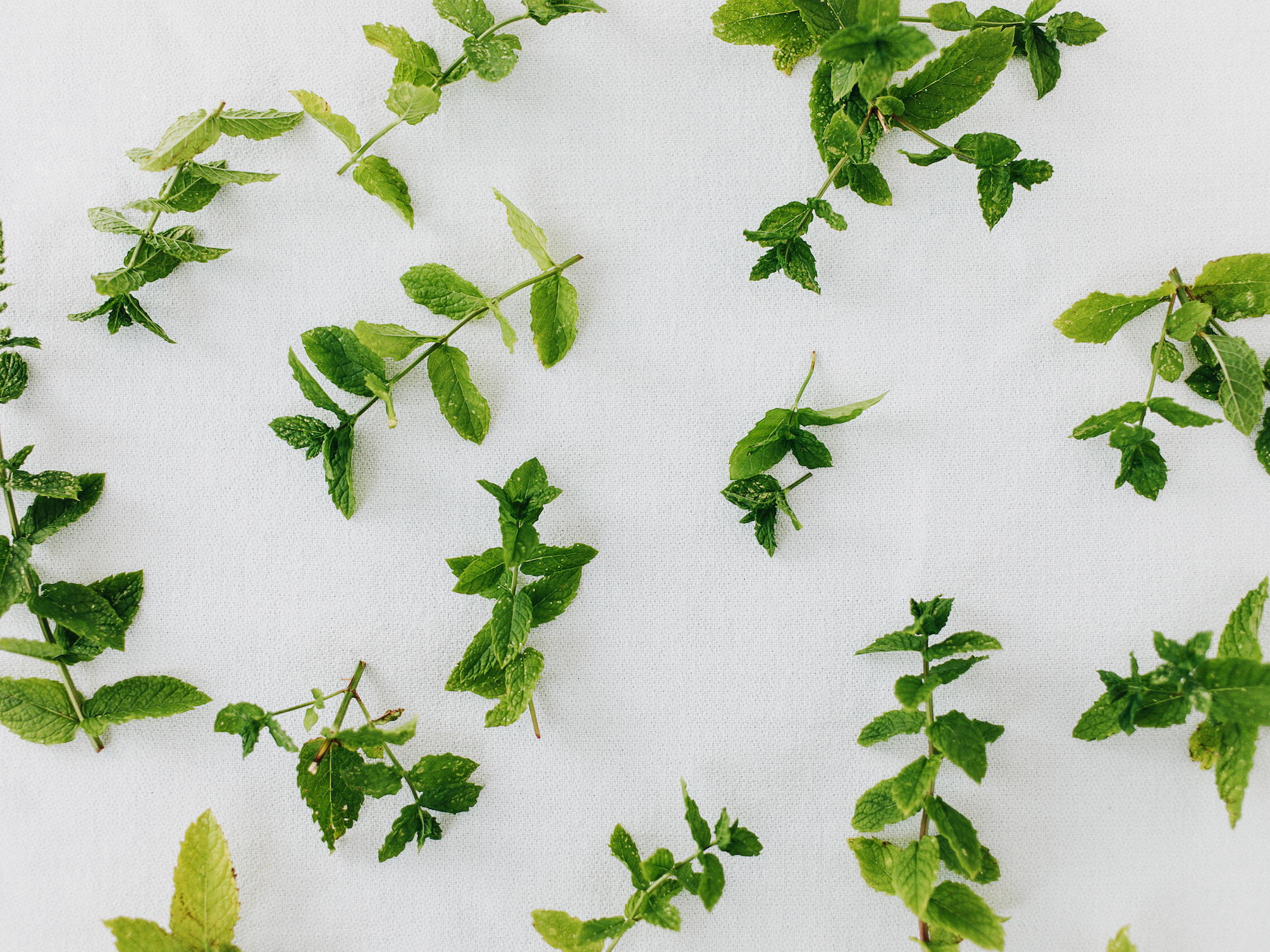 Drying Mint For Tea Credit Alamy