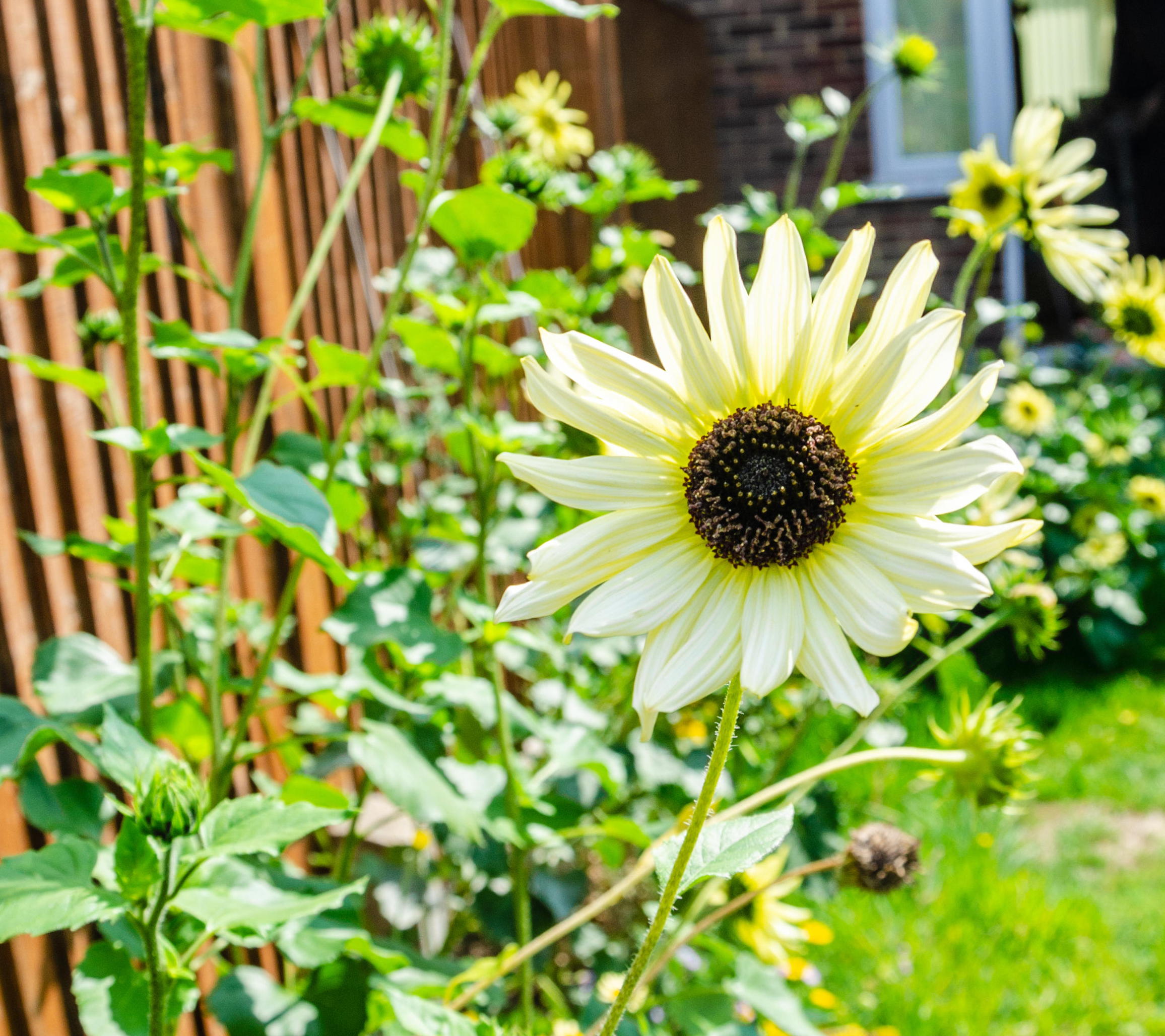 Sensational Sunflowers Valentine Credit Alamy