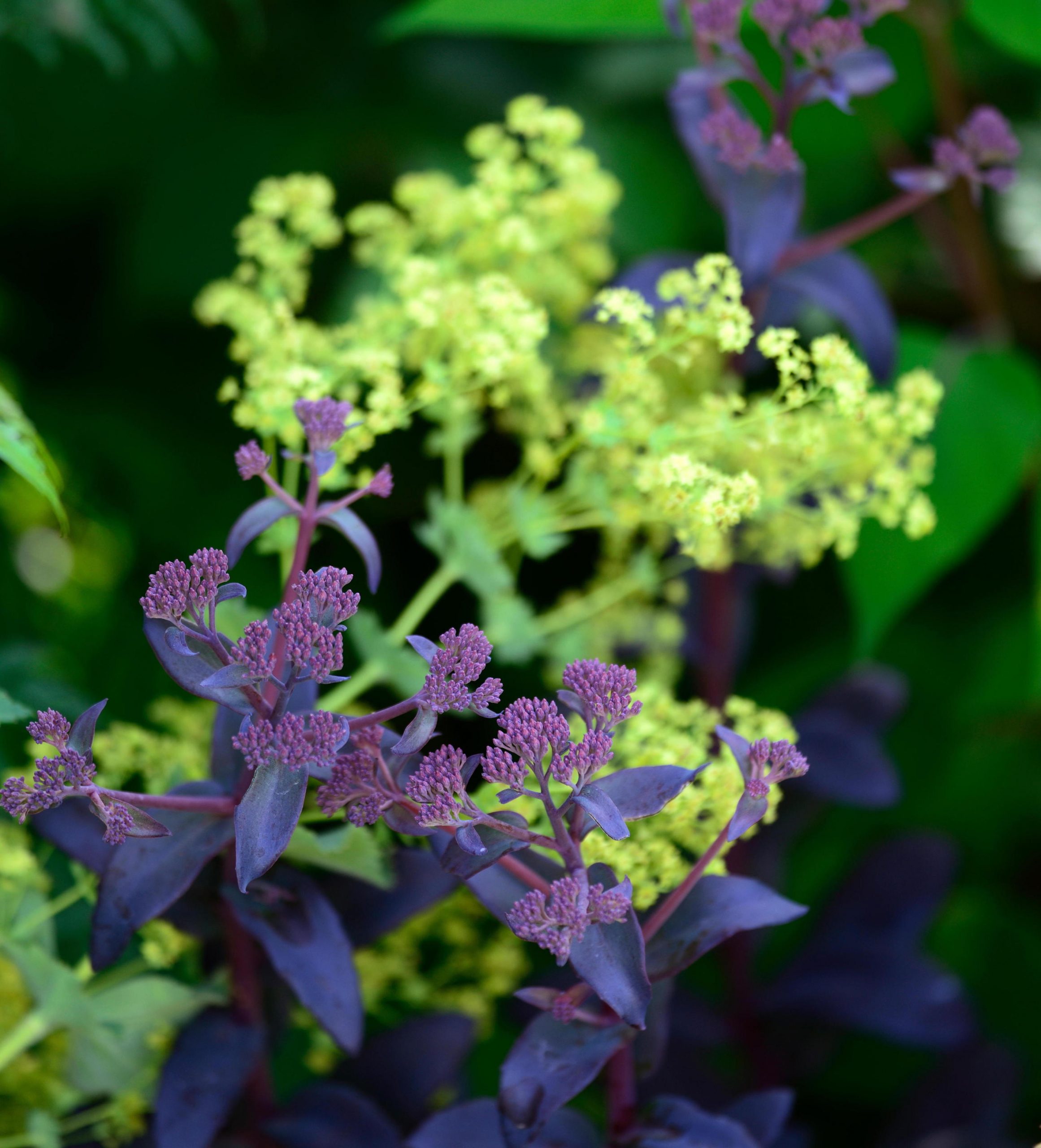 Black Beauties Sedum Telephium Purple Emperor Credit Alamy