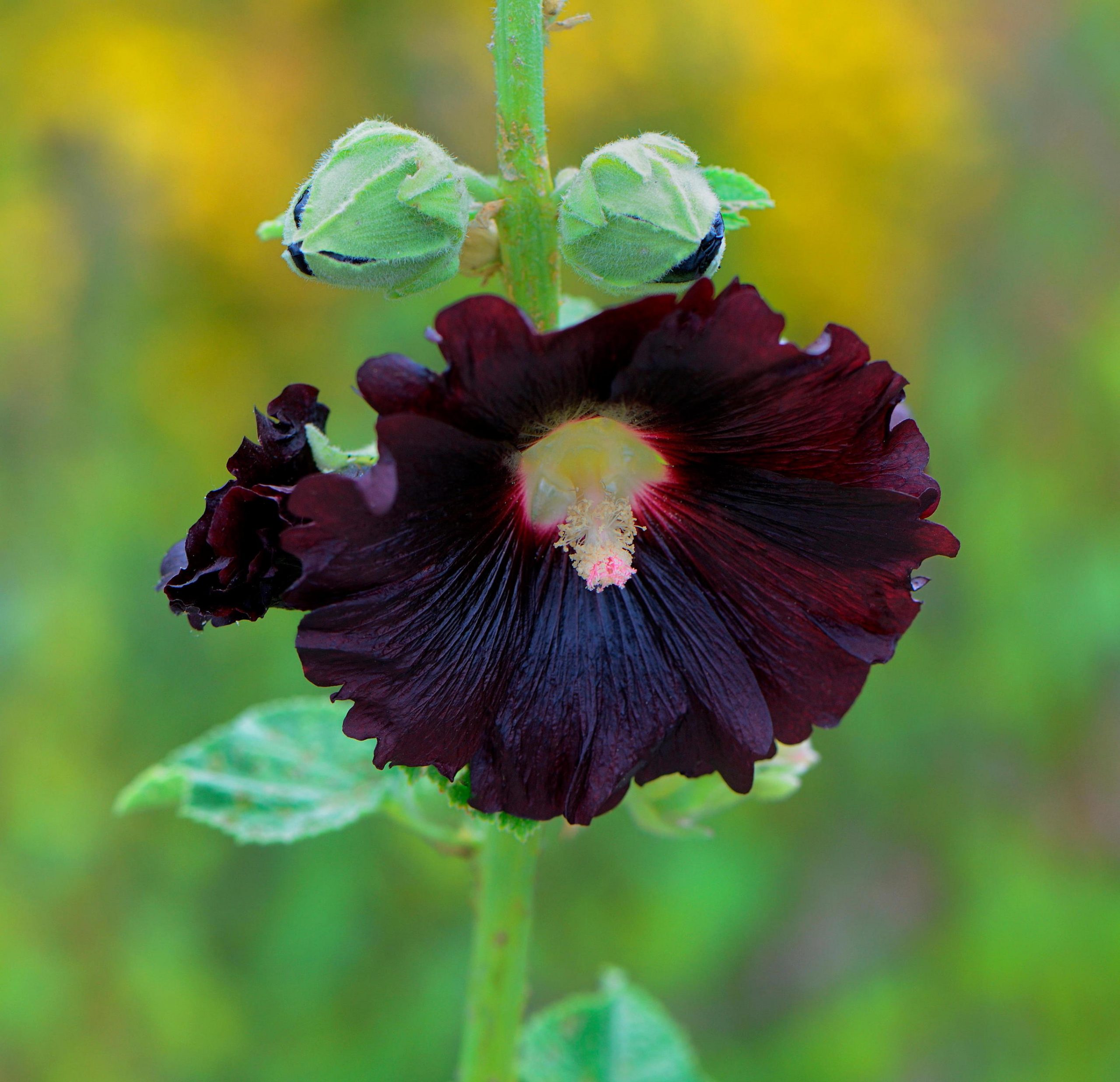 Black Beauties Alcea rosea 'Nigra' Alamy