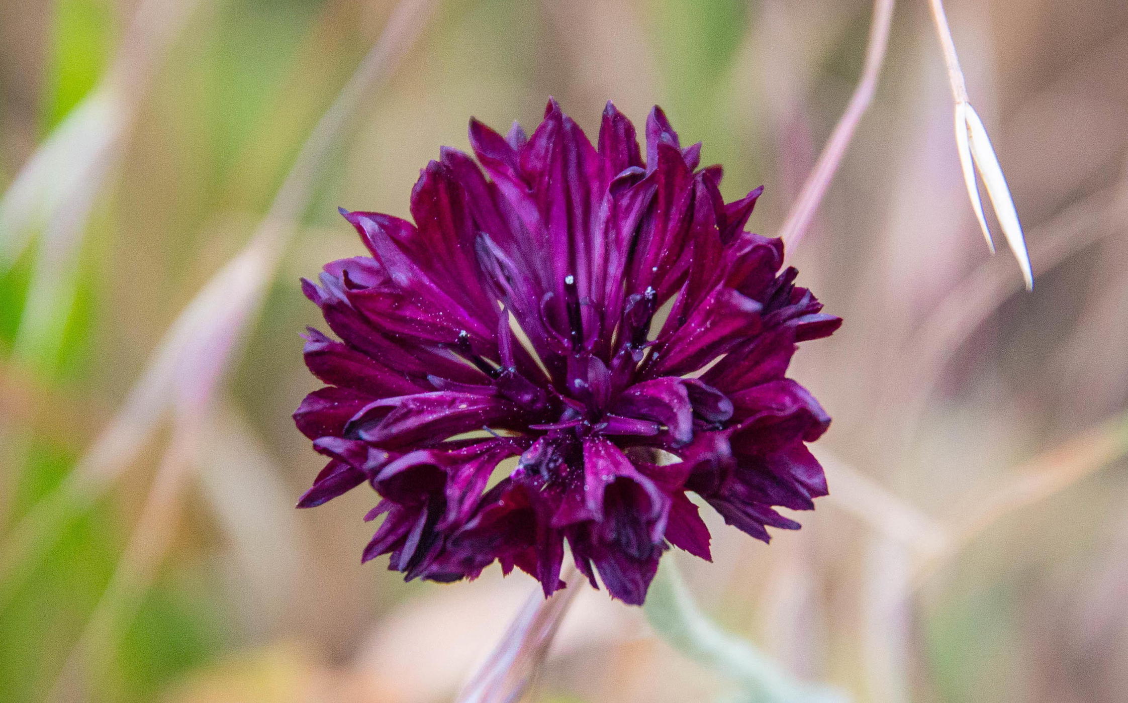 Black Beauties Centaurea Black Ball Credit Alamy