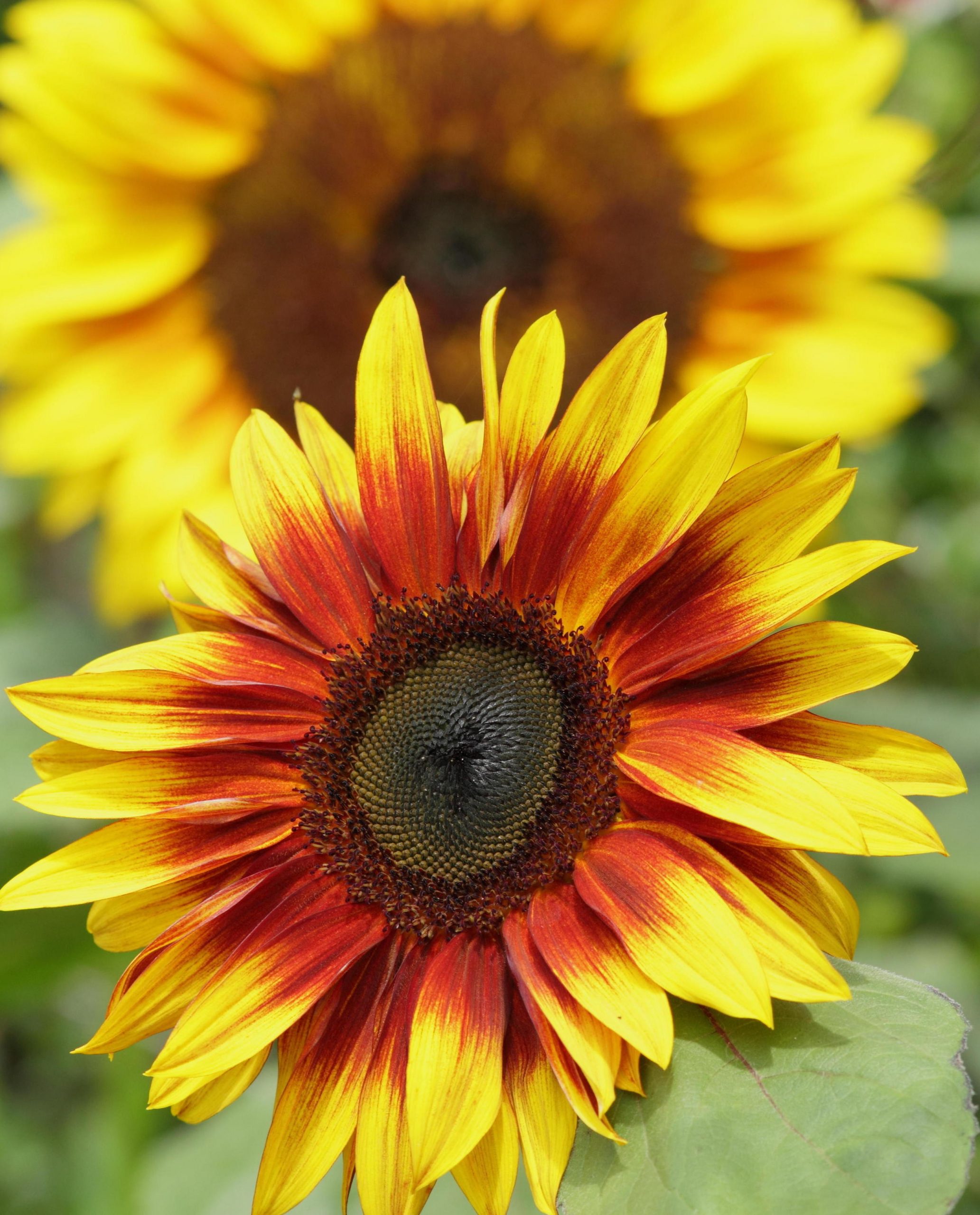 Sensational Sunflowers Firecracker Credit Alamy