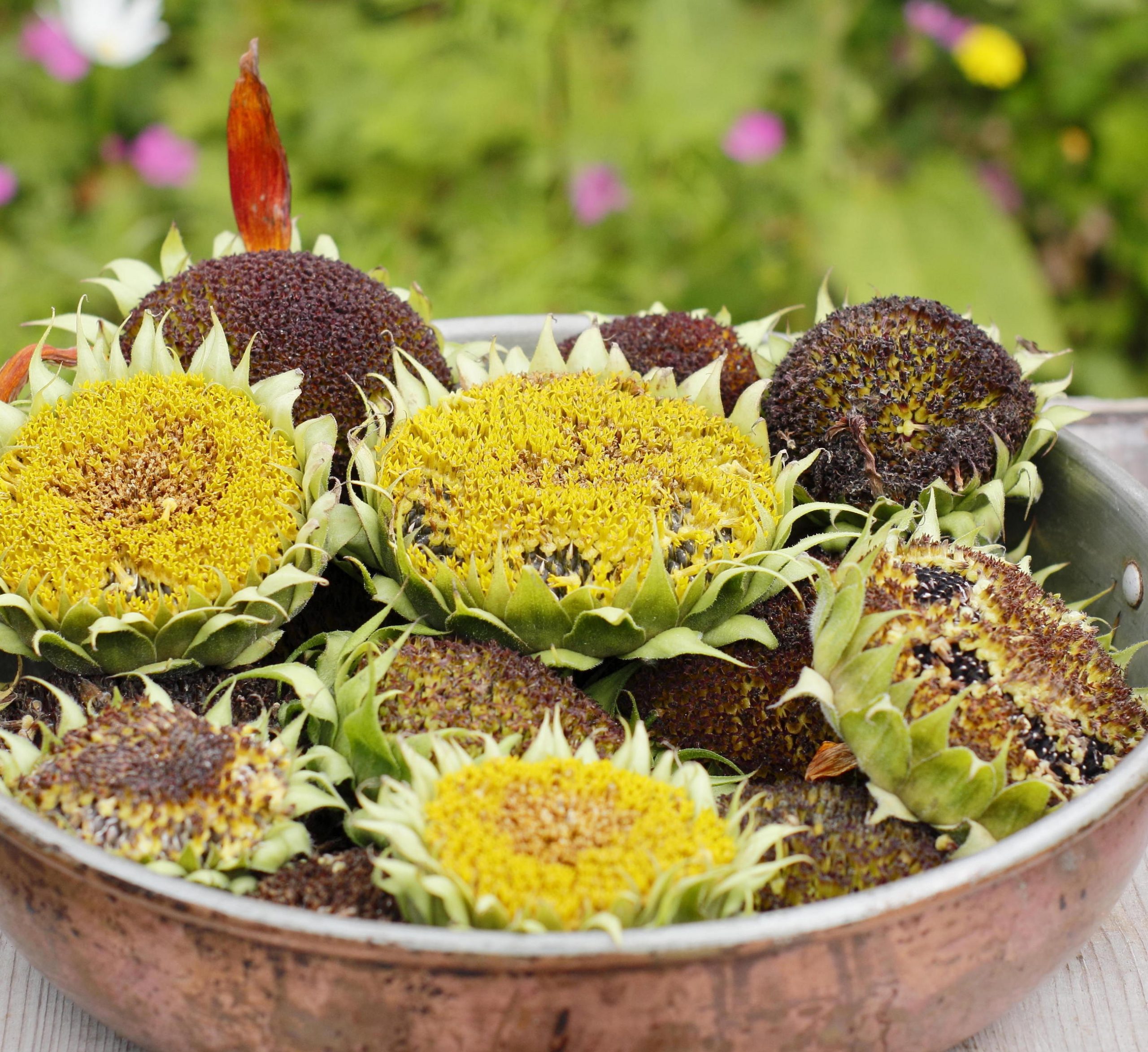 Sensational Sunflowers Seeds For The Birds Credit Alamy