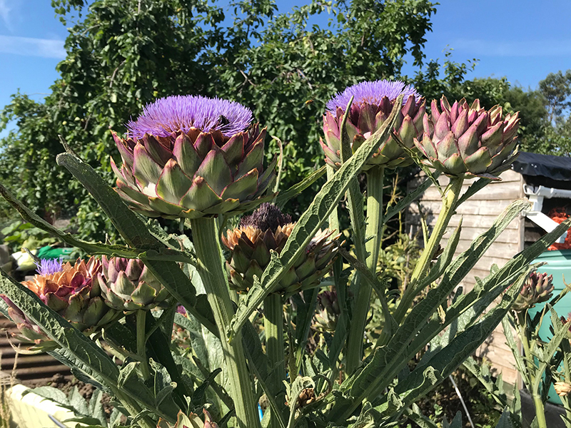 Globe artichokes in flower