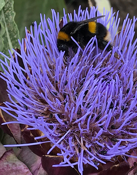 Globe artichoke flowerhead, bee and beetles