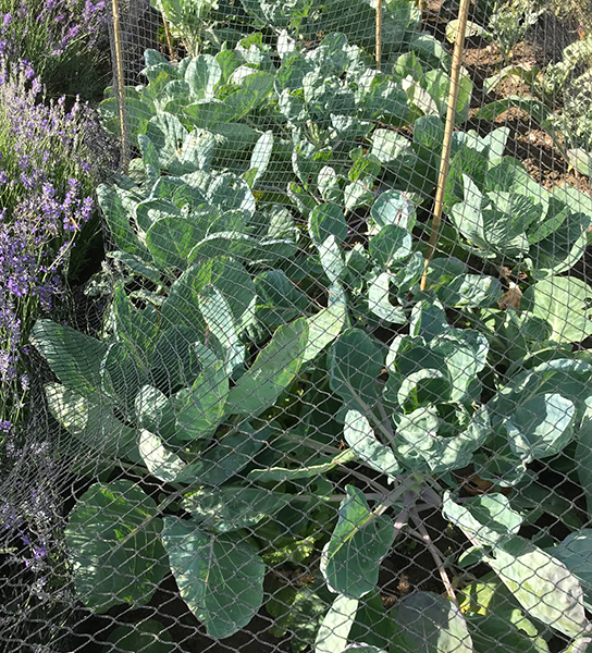 Brussels sprouts