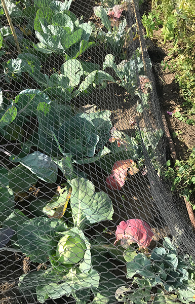 'Greyhound' cabbages (left) and 'Amsterdam' cauliflowers (right).