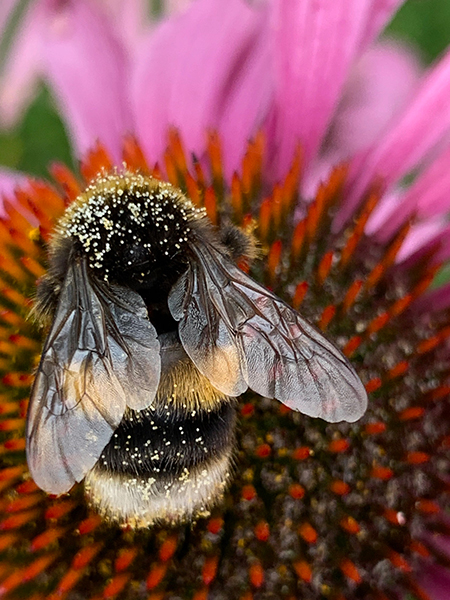 Bee on echinacea