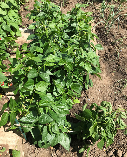 Dwarf French beans supported by string