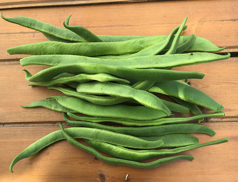 My first crop of runner beans - a mixture of 'Painted Lady' and 'Polestar