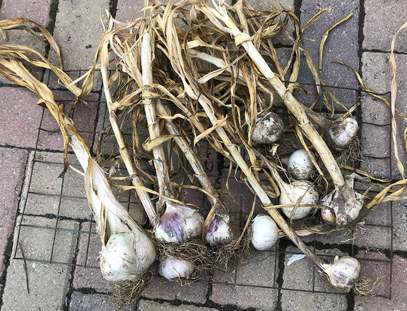 Garlic, including elephant garlic