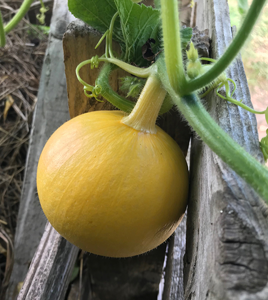 The 'Mammoth' pumpkin growing on top of the compost heap is about the size of a small honeydew melon.