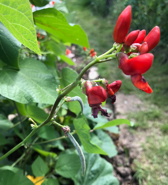 Young beans on runners