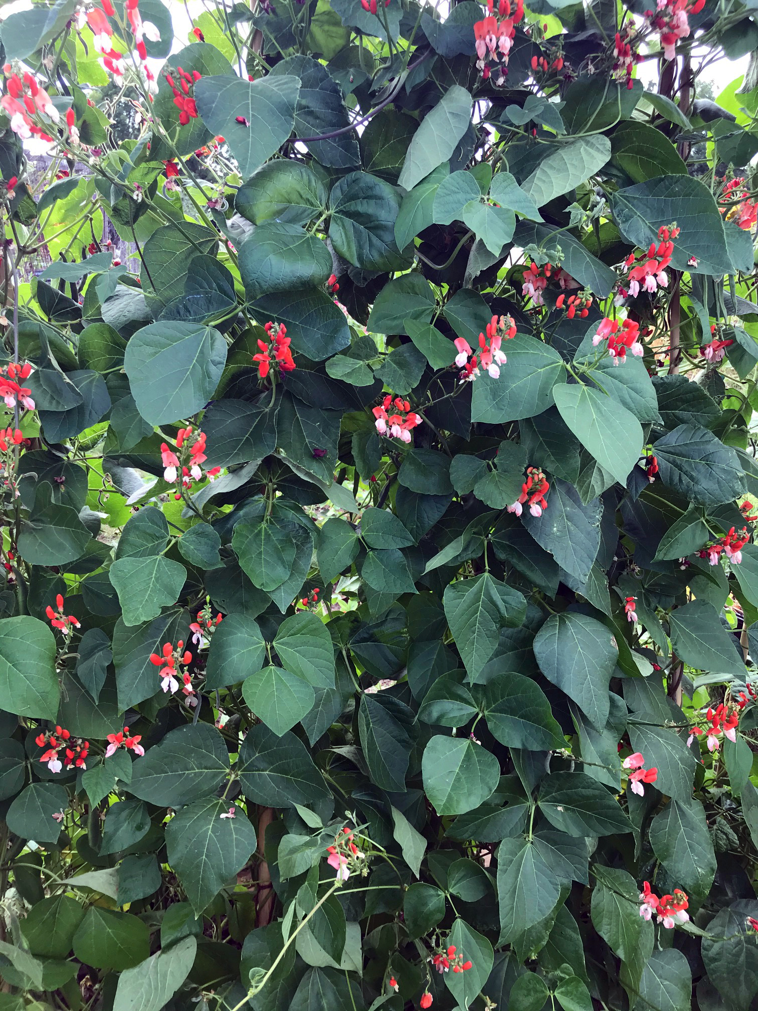 The red-and-white flowers of 'Painted Lady' runner beans