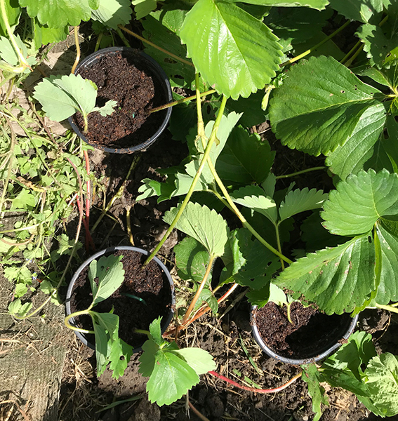 Strawberry runners potted up