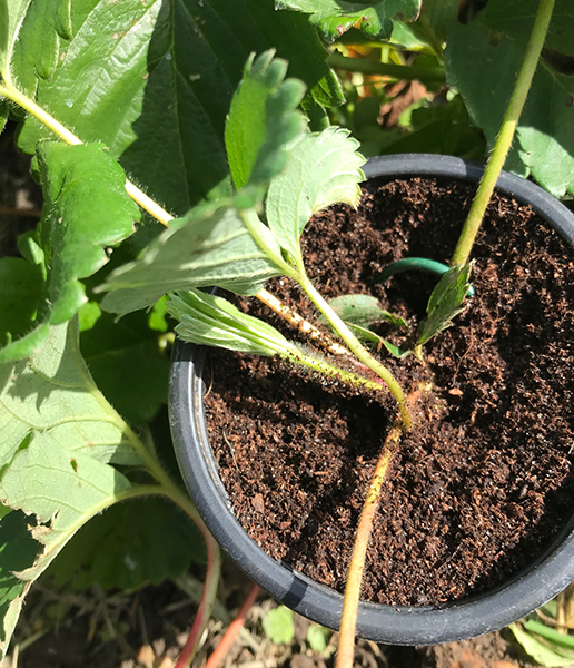 Strawberry runner held down with wire