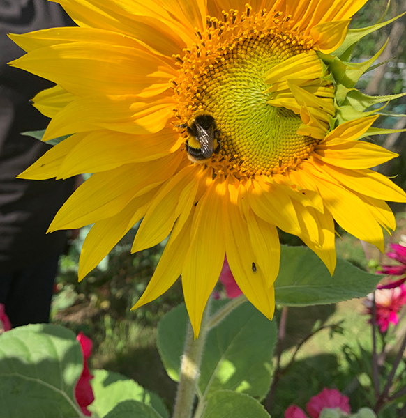 The first sunflower of the year being visited by a bee