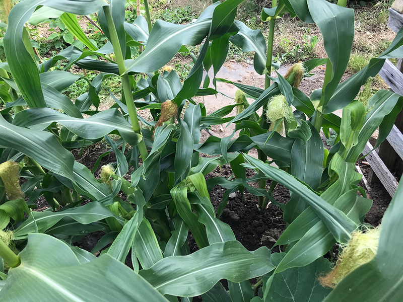 'Swift' sweetcorn.