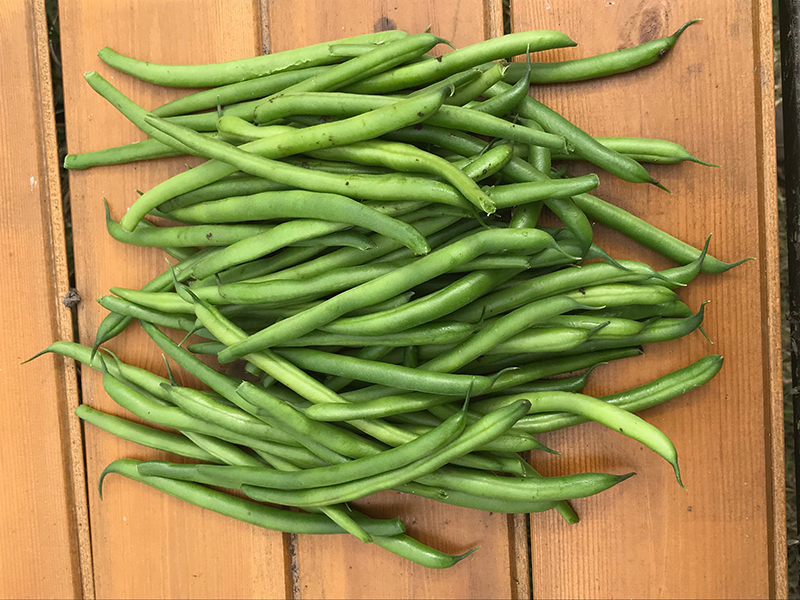 French beans