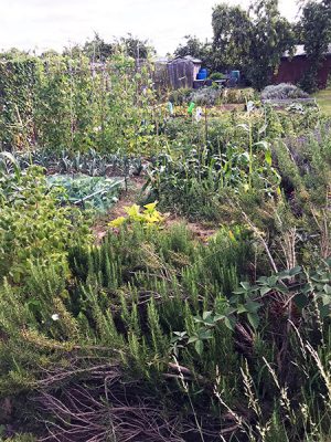 allotment
