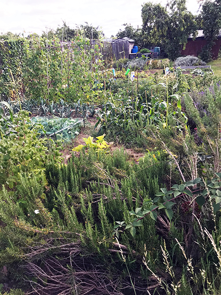 allotment