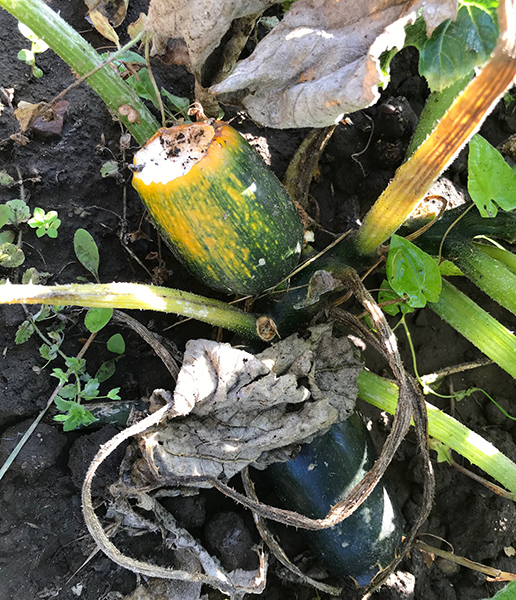 a sad-looking courgette
