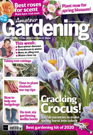 Amateur Gardening 28 November 2020 Cover