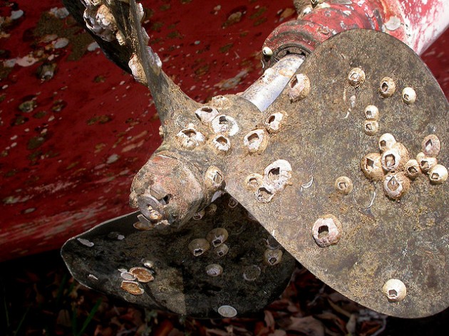 Barnacles