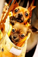 Handbag dog