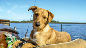 Everything you need to know about taking your pet to Europe by boat