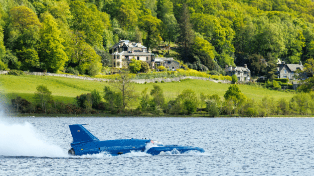 Bluebird in the water