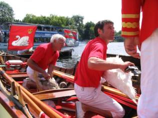 River Thames ceremonial Swan Upping census
