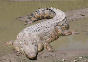 Saltwater crocodile