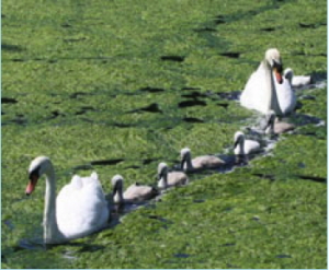 Swans battle through thick weed on inland waterway