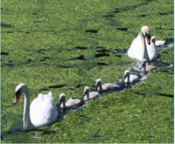 Swans battle through thick weed on inland waterway