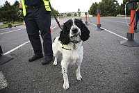 sniffer dog detects stowaways in yacht on lorry