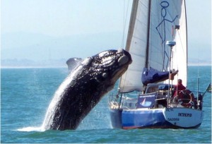 Whale breaches on yacht in South Africa