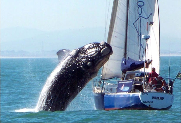 Whale breaches on yacht in South Africa