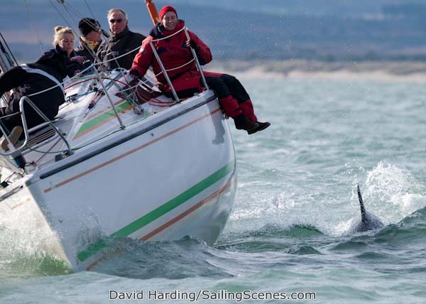 Dolphins in Poole Bay