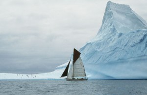Curlew in Antarctica