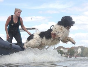 Newfoundland rescue dog